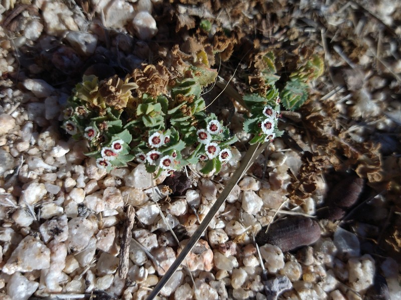 Euphorbia leucophylla subsp. leucophylla photo 7