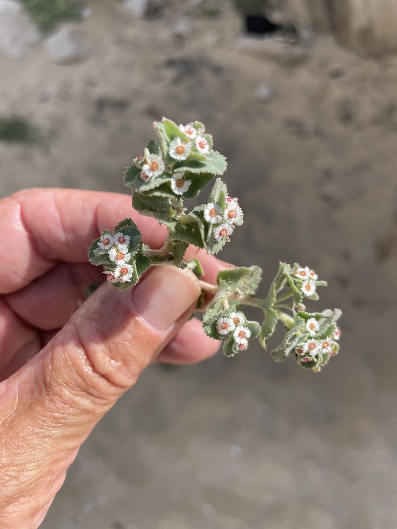 Euphorbia leucophylla subsp. leucophylla photo 8