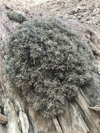 Euphorbia lignosa