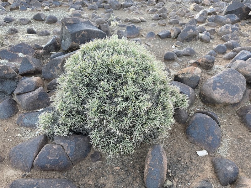Euphorbia lignosa photo 3