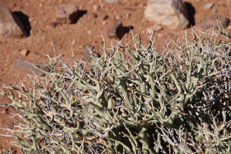 Euphorbia lignosa photo 4