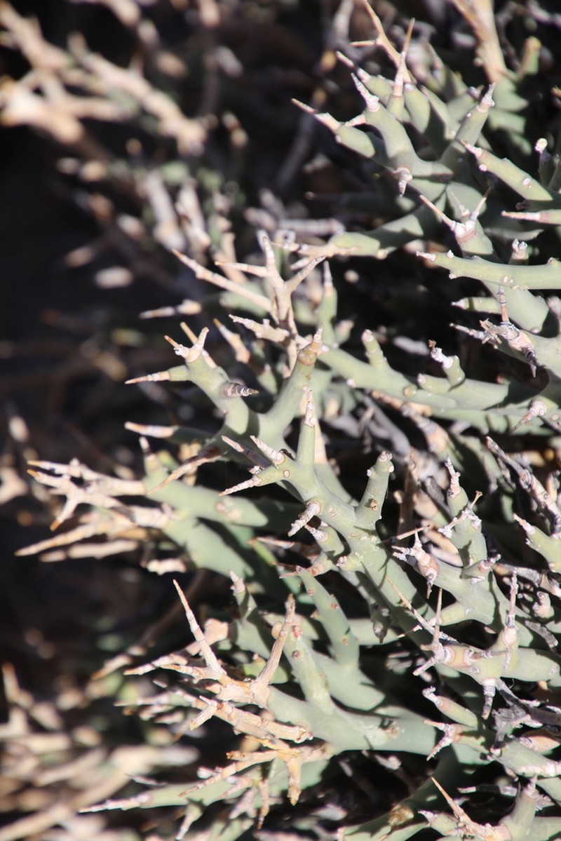 Euphorbia lignosa photo 5