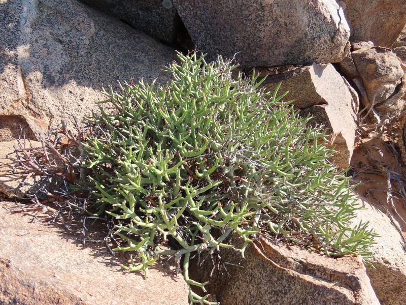 Euphorbia lignosa photo 6