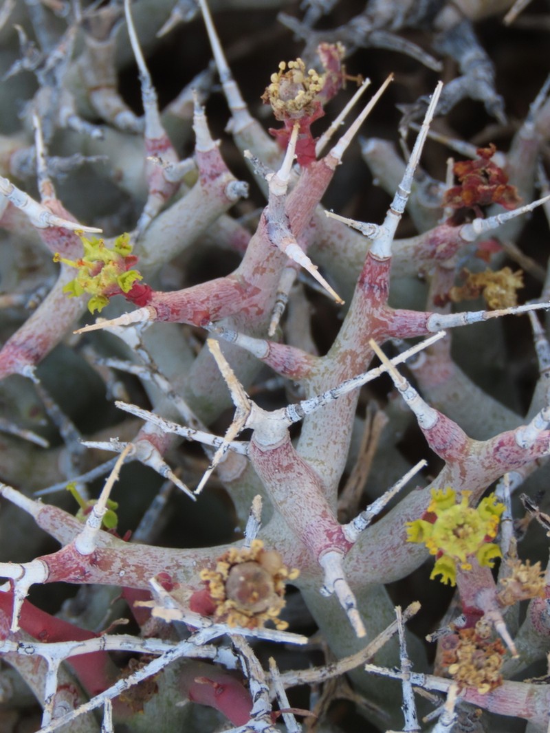 Euphorbia lignosa photo 7