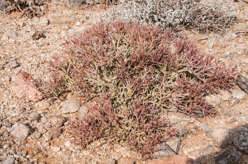 Euphorbia lignosa photo 8