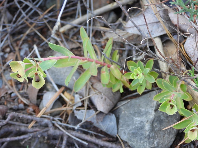 Euphorbia ligustica