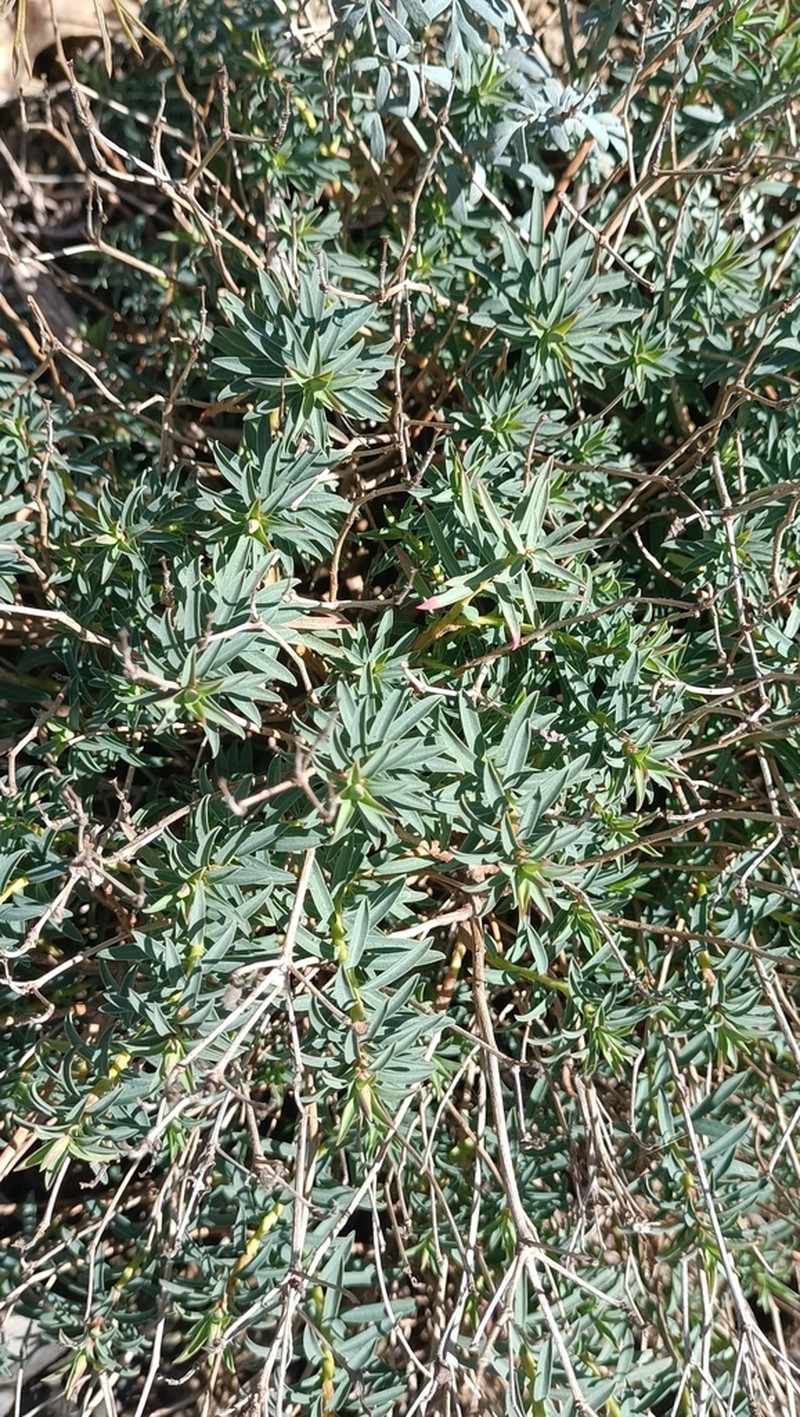 Euphorbia ligustica photo 2