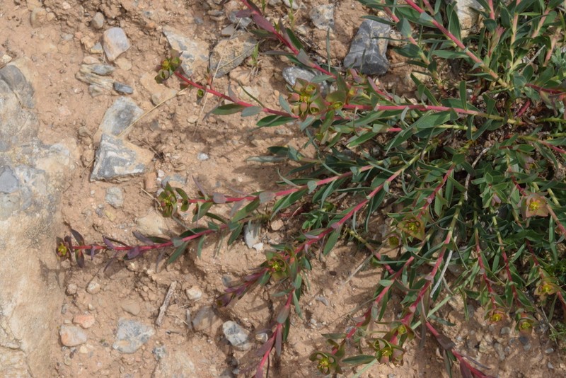 Euphorbia ligustica photo 3