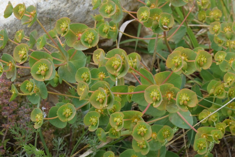 Euphorbia ligustica photo 4