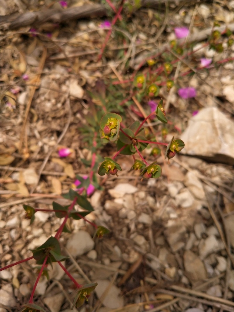 Euphorbia ligustica photo 5