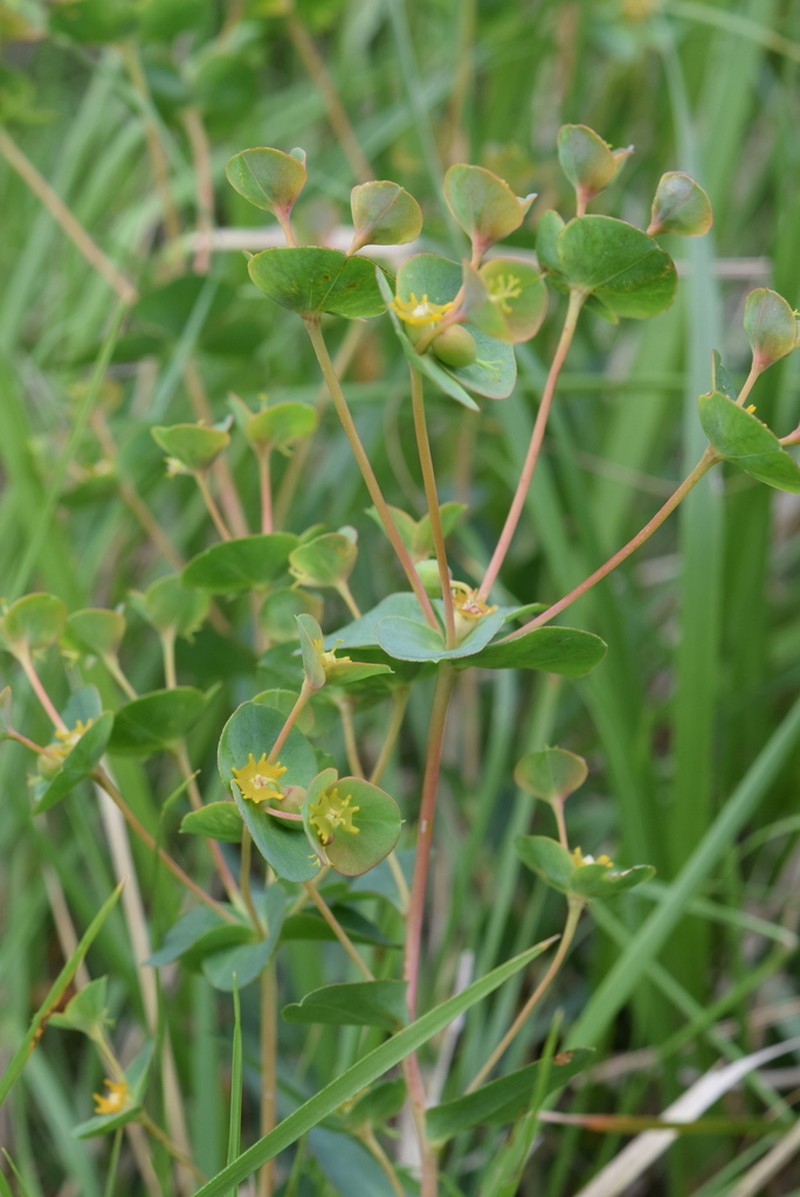 Euphorbia ligustica photo 6