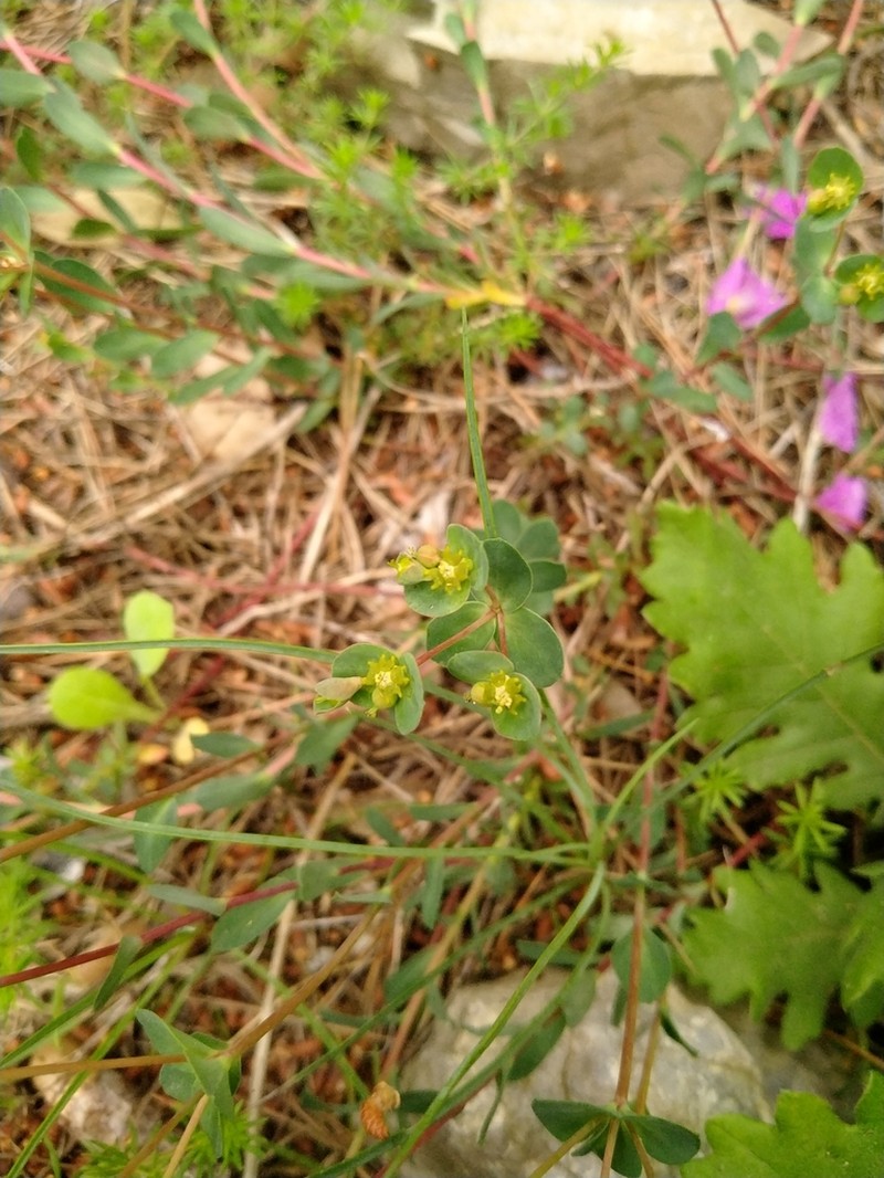 Euphorbia ligustica photo 7