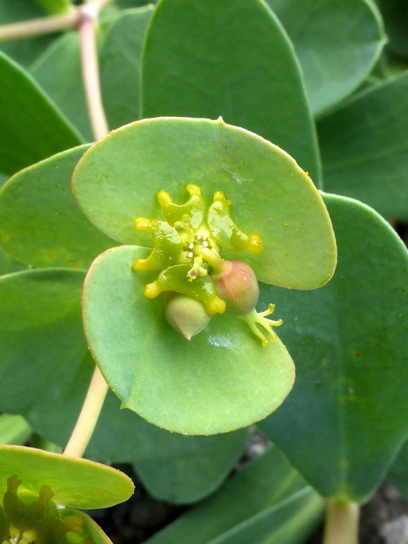 Euphorbia ligustica photo 8