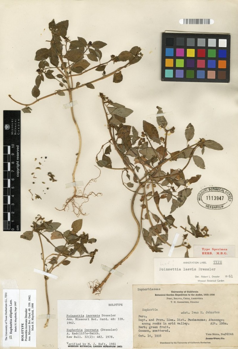 Euphorbia limaensis