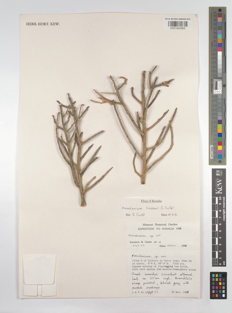 Euphorbia lindenii photo 2