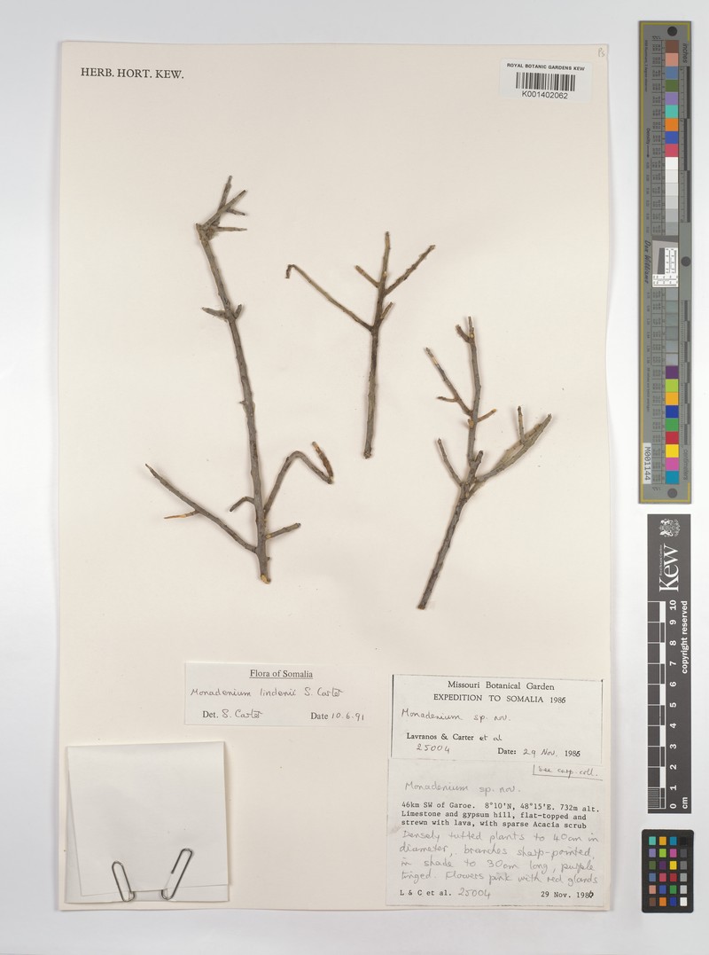 Euphorbia lindenii photo 3