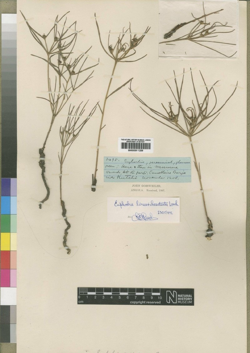 Euphorbia linearibracteata photo 2