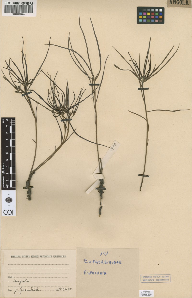 Euphorbia linearibracteata