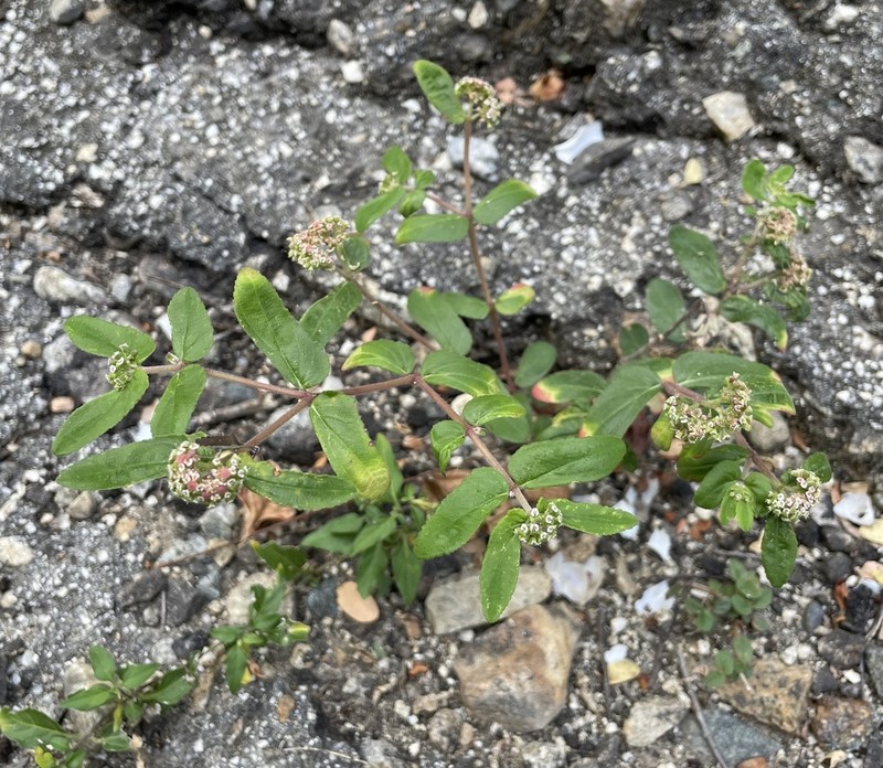 Euphorbia lineata photo 2