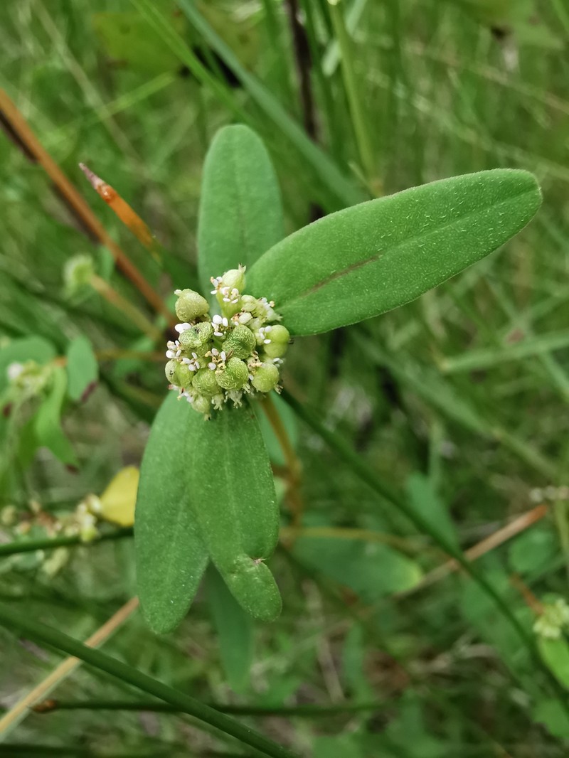 Euphorbia lineata photo 3
