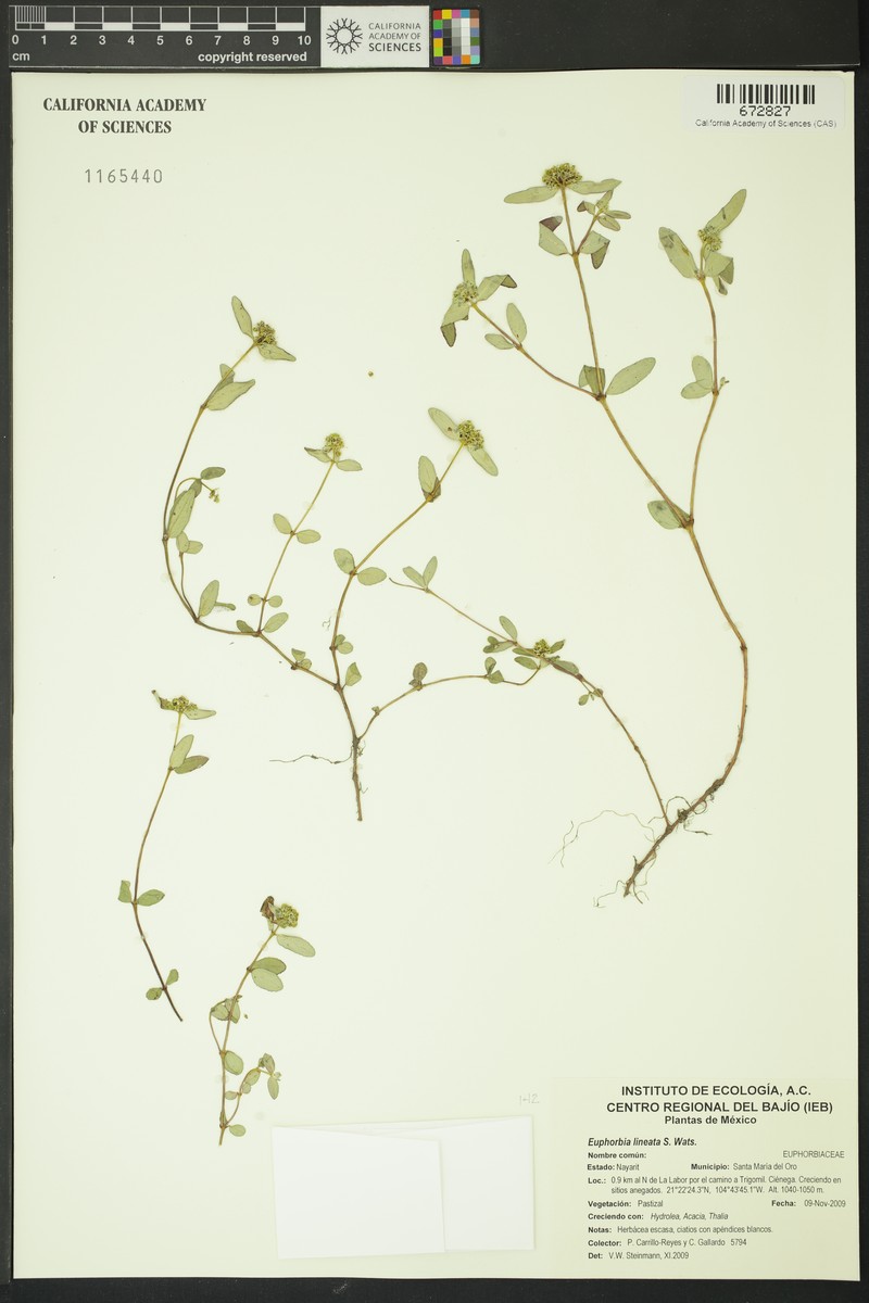 Euphorbia lineata photo 4