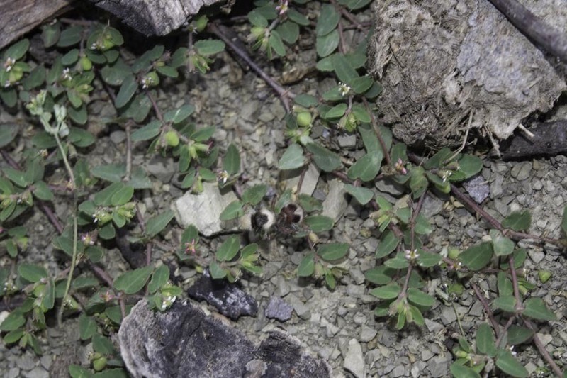 Euphorbia linguiformis photo 3