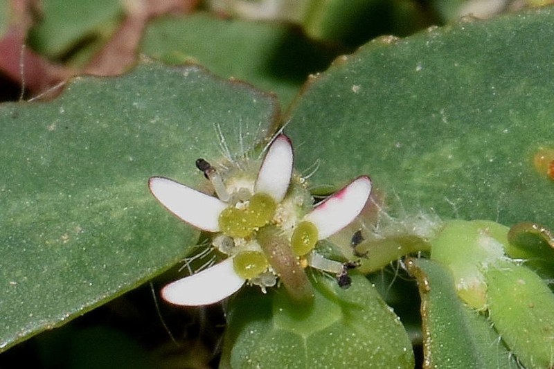Euphorbia linguiformis photo 4