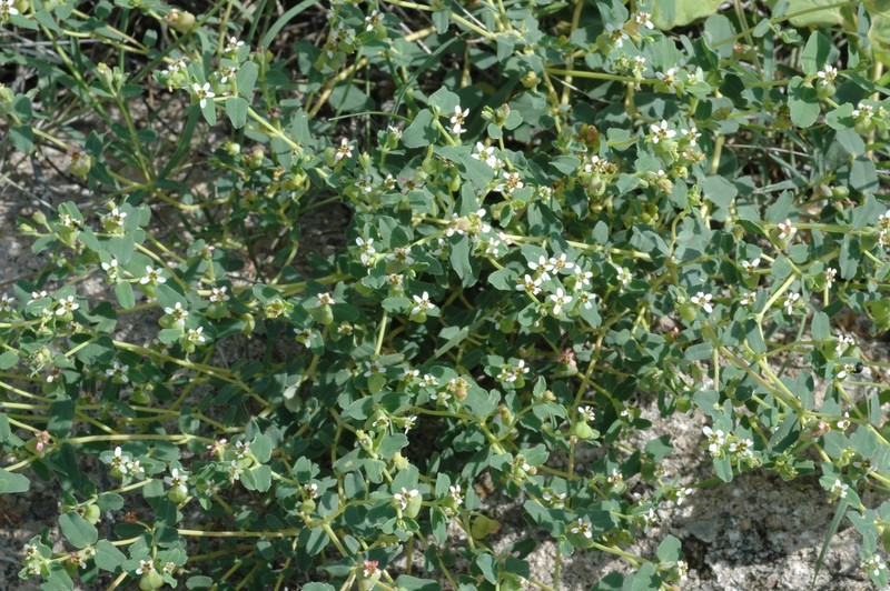 Euphorbia linguiformis photo 5
