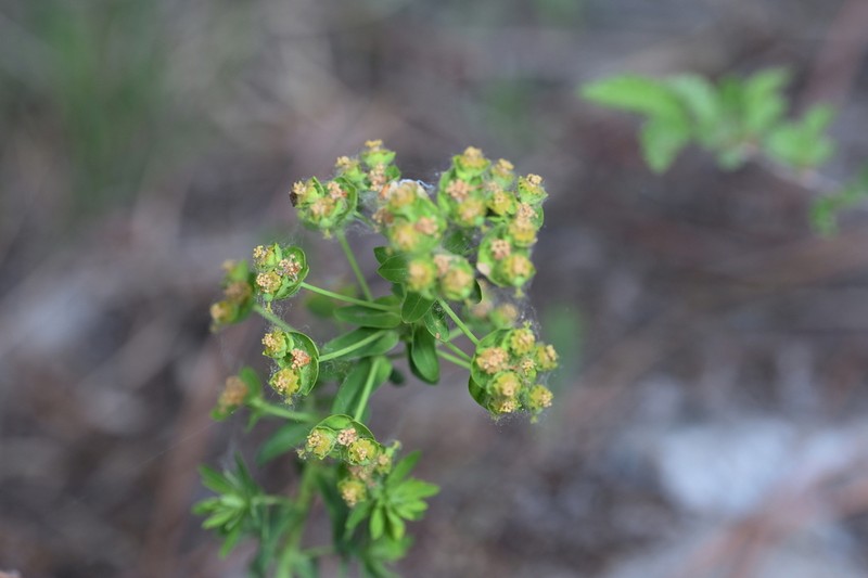 Euphorbia lioui photo 2