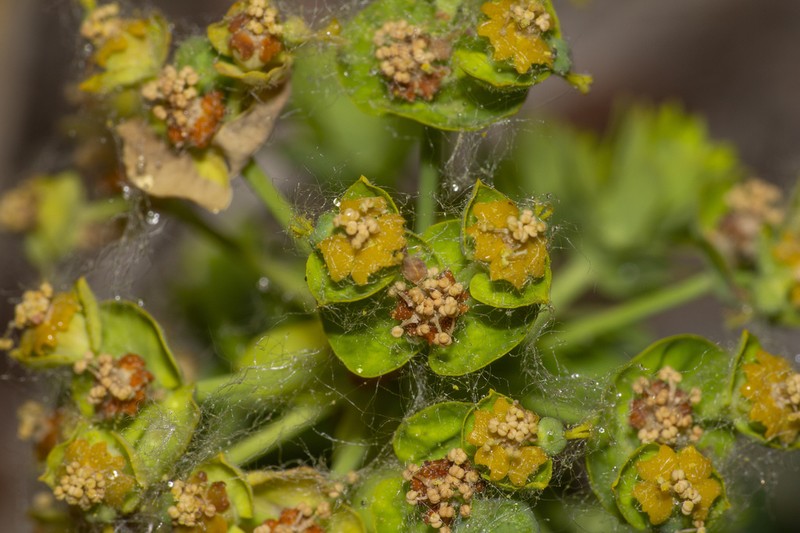 Euphorbia lioui photo 3