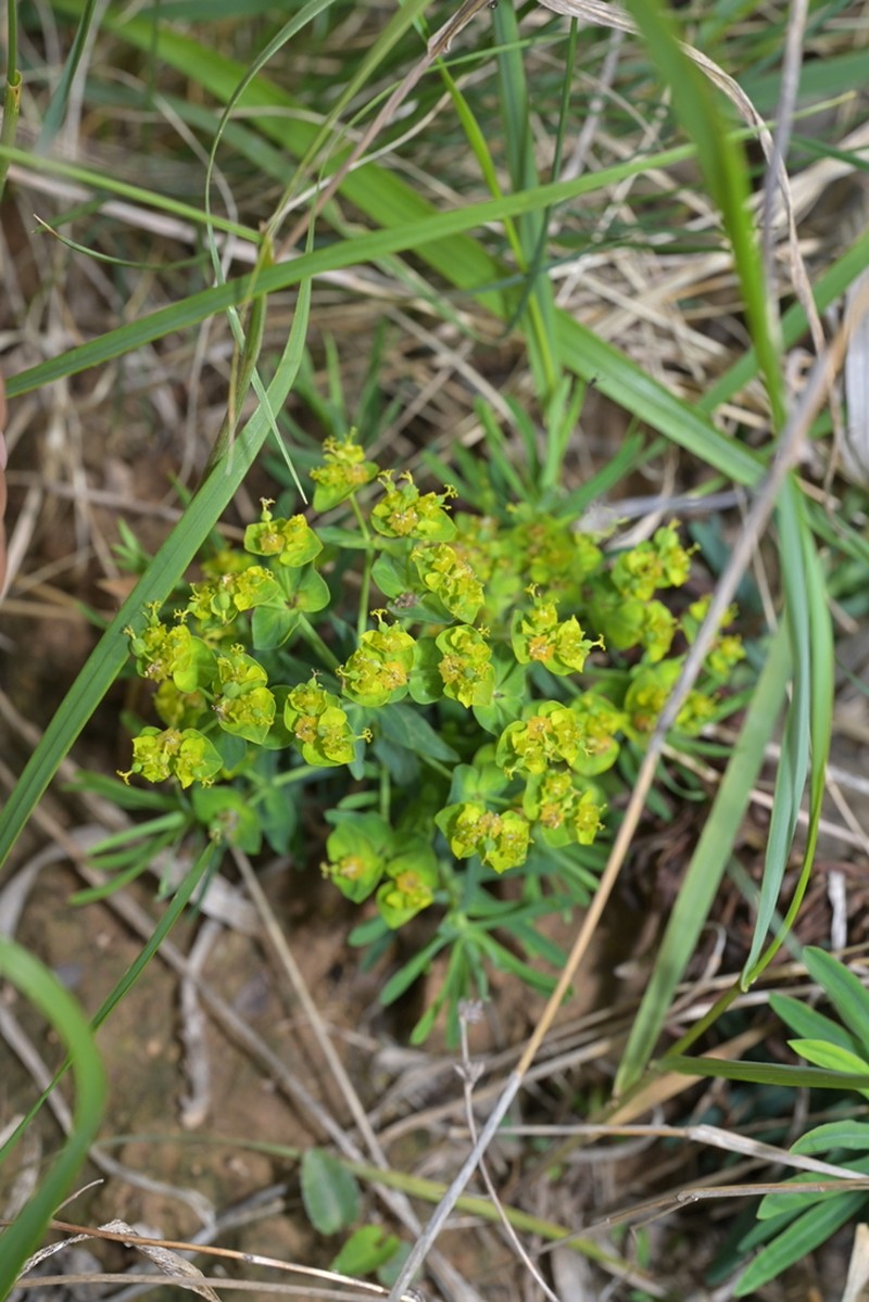 Euphorbia lioui photo 4