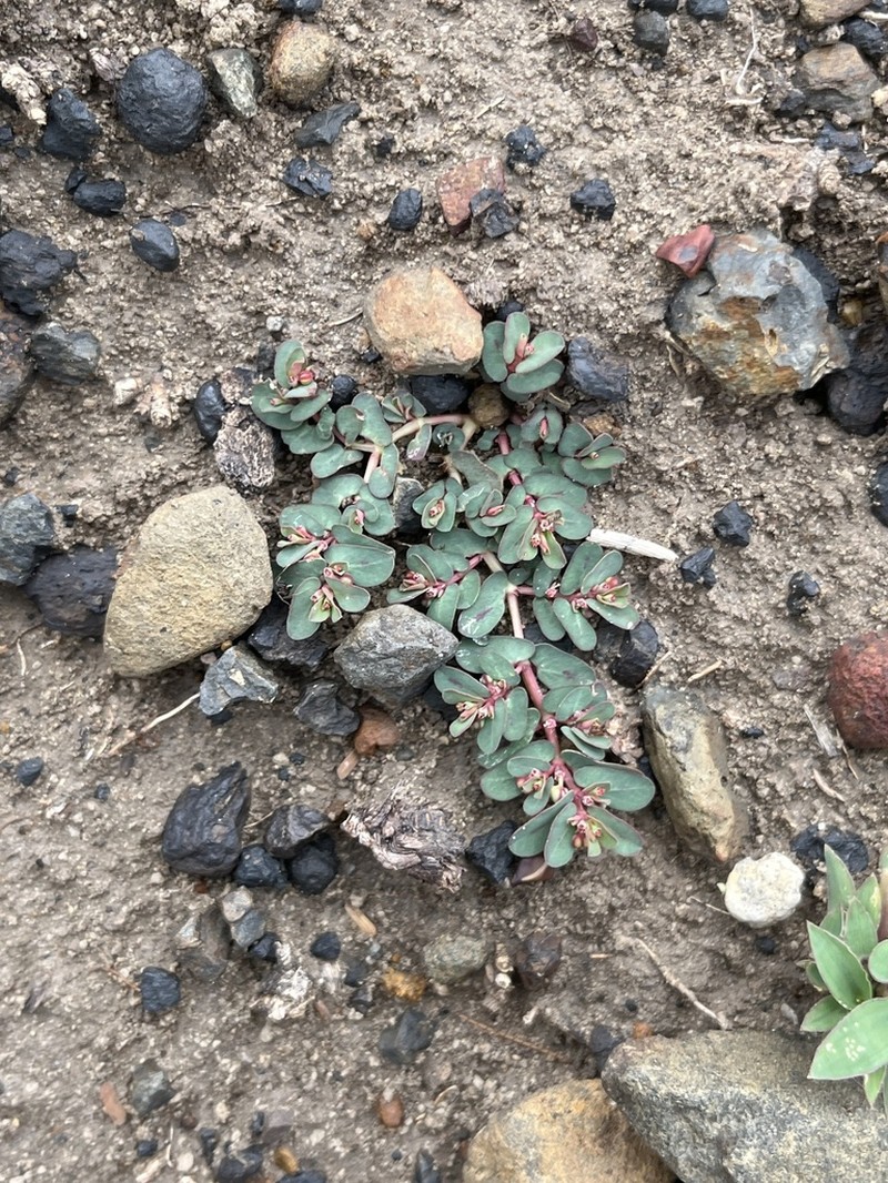 Euphorbia lissosperma