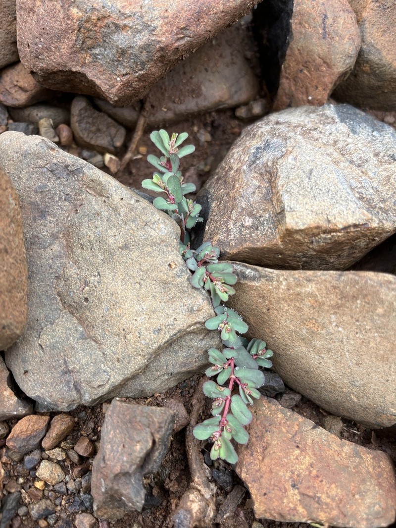 Euphorbia lissosperma photo 2