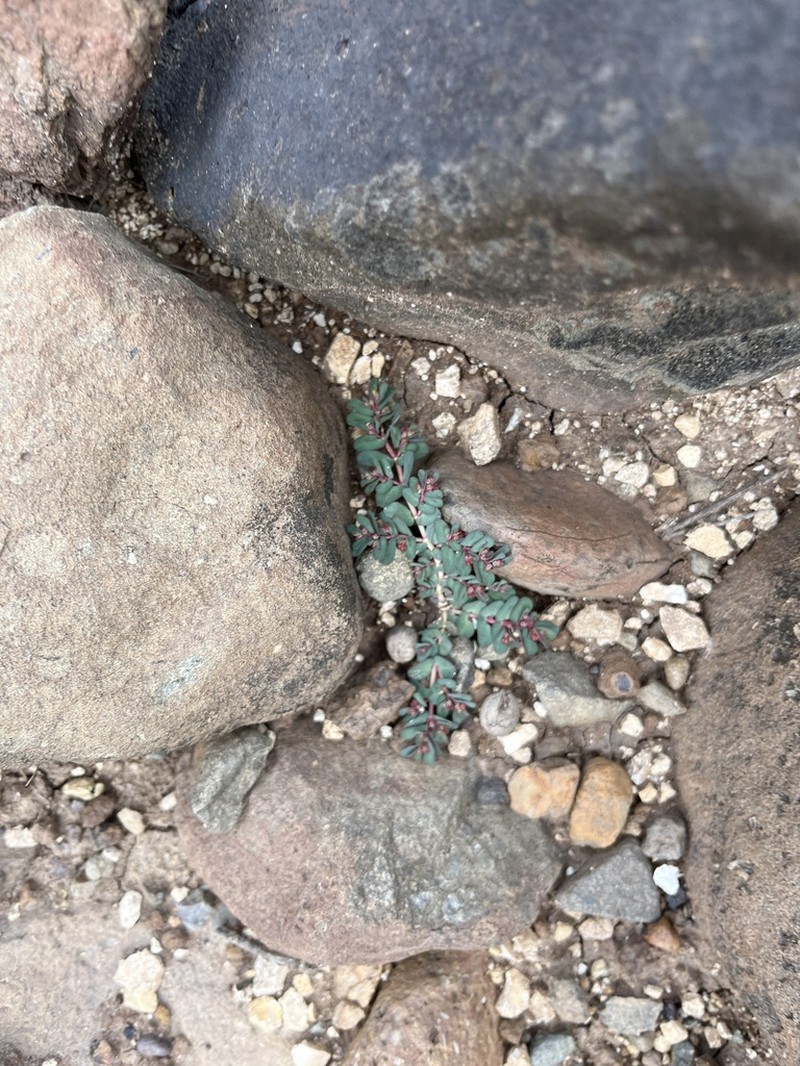 Euphorbia lissosperma photo 3