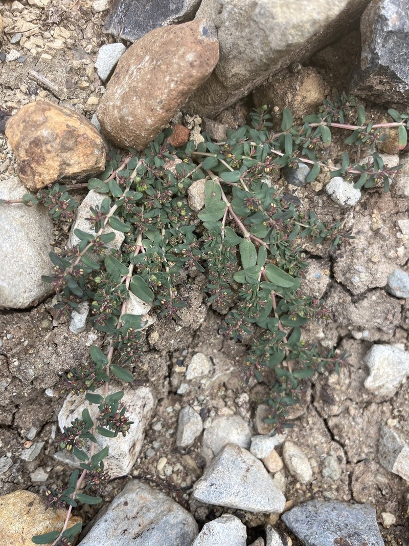 Euphorbia lissosperma photo 4