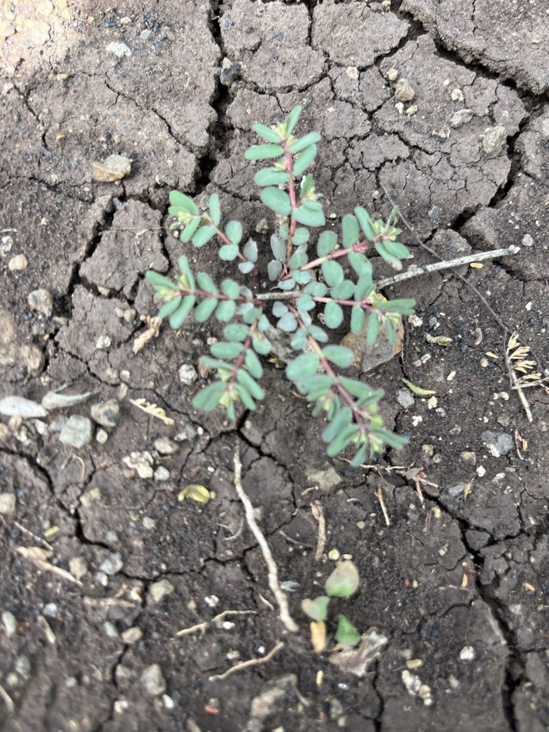Euphorbia lissosperma photo 5