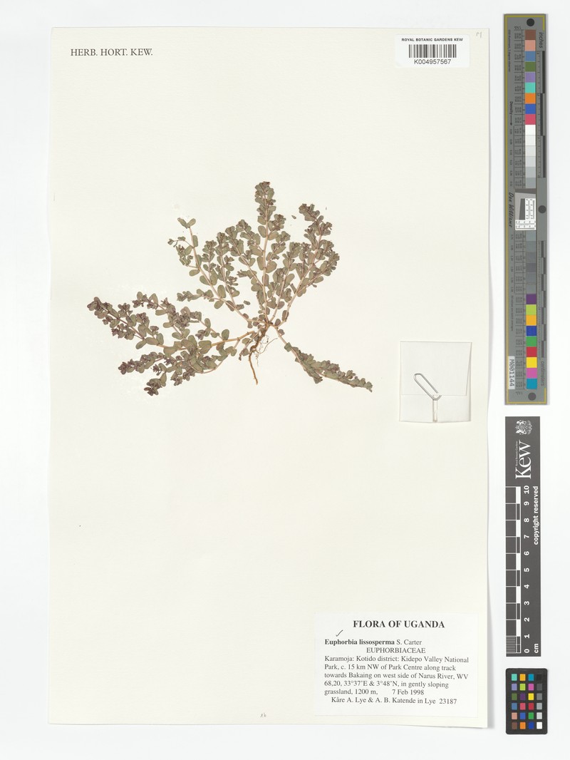 Euphorbia lissosperma photo 8