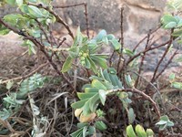 Euphorbia litticola