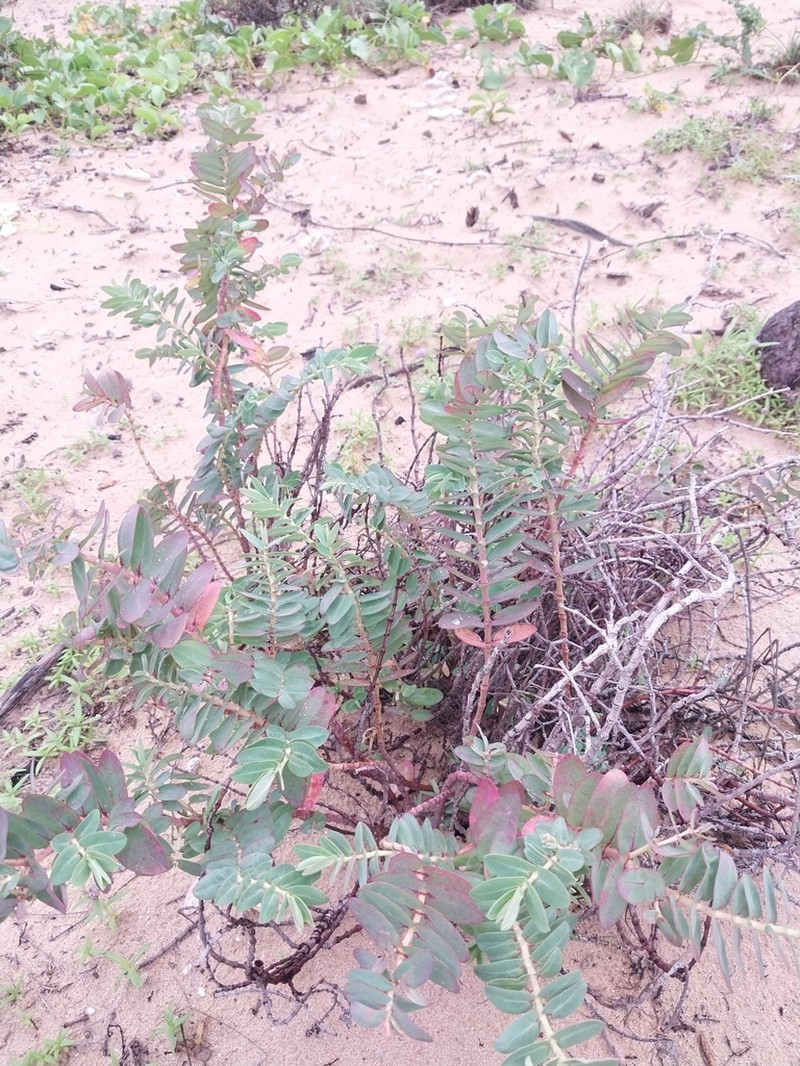 Euphorbia litticola photo 2