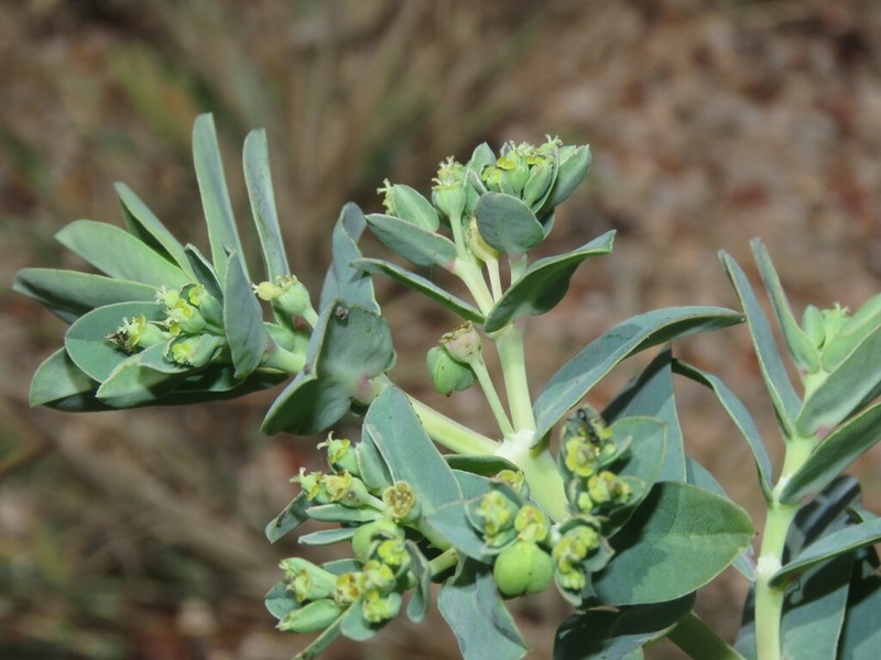 Euphorbia litticola photo 4