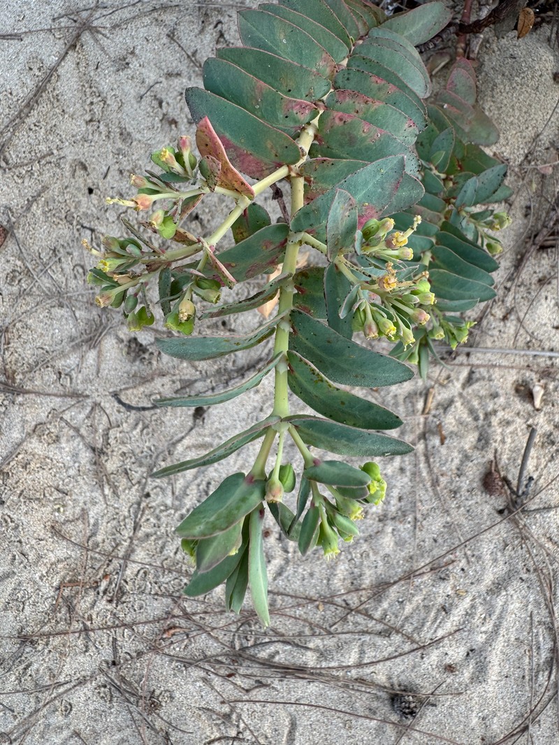 Euphorbia litticola photo 5