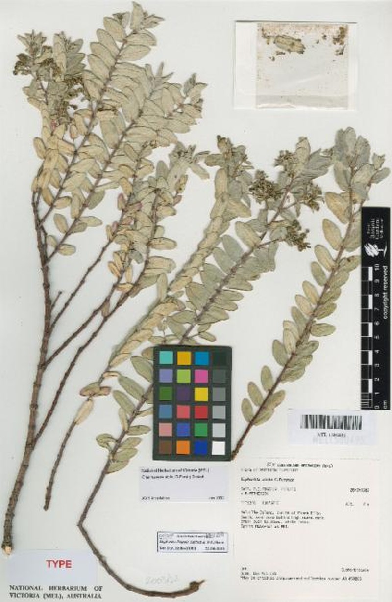 Euphorbia litticola photo 6
