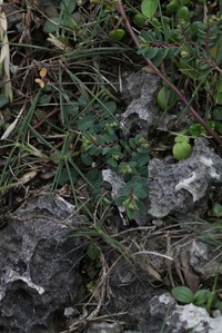 Euphorbia liukiuensis