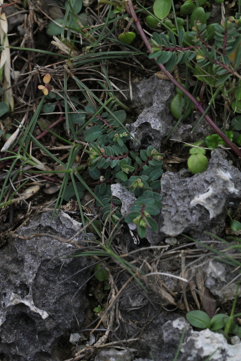 Euphorbia liukiuensis
