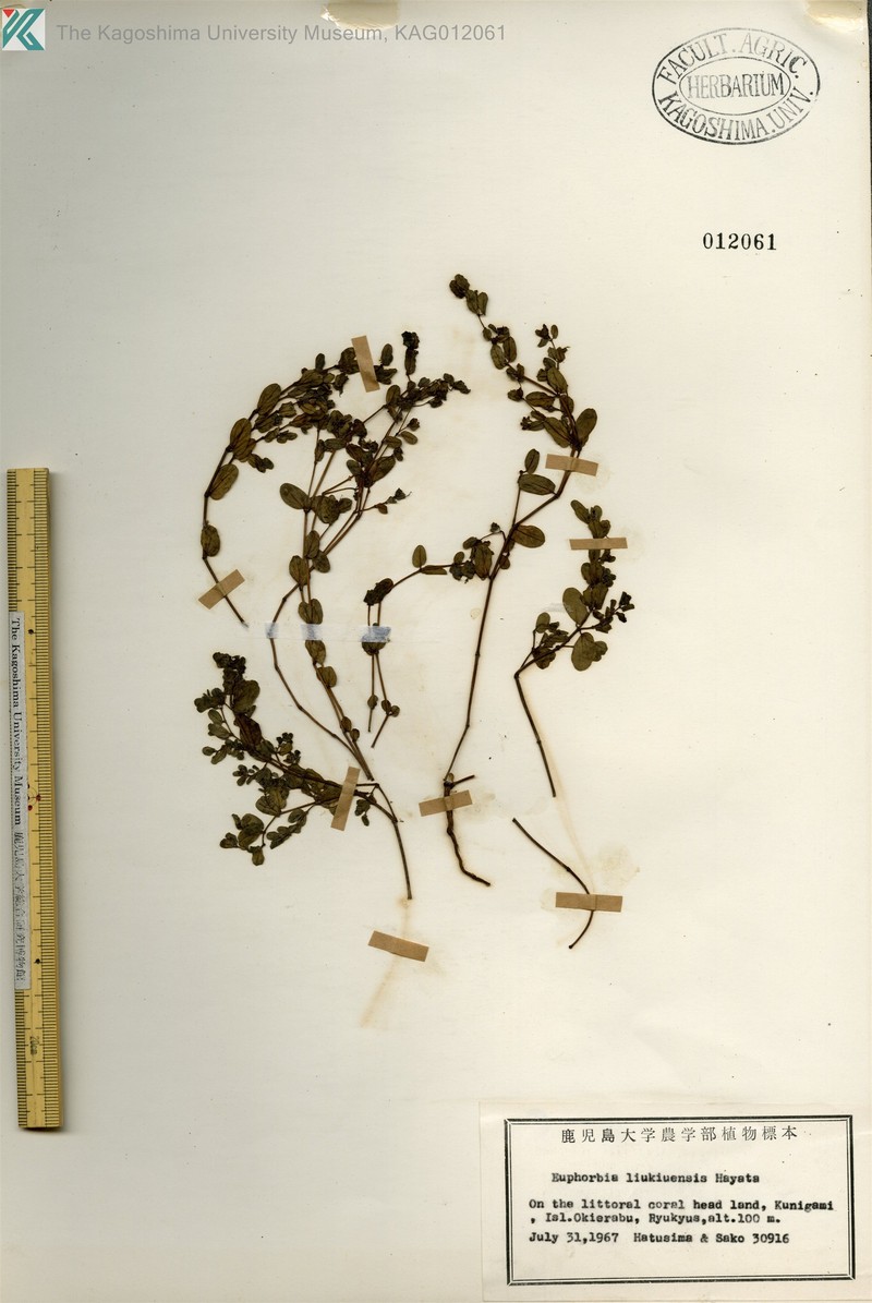 Euphorbia liukiuensis photo 2