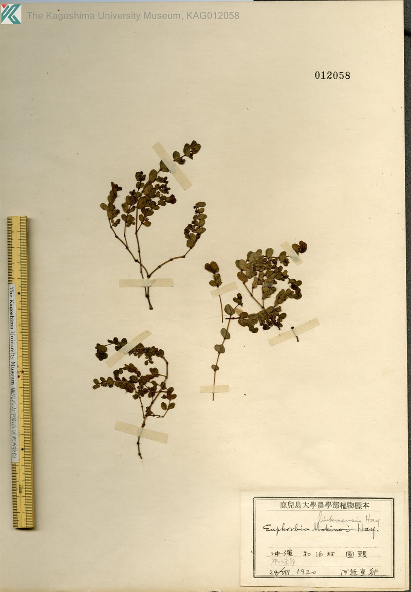 Euphorbia liukiuensis photo 4