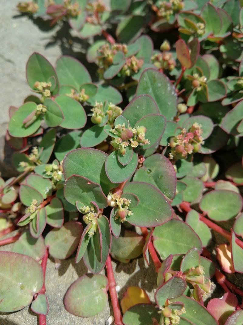 Euphorbia livida photo 2
