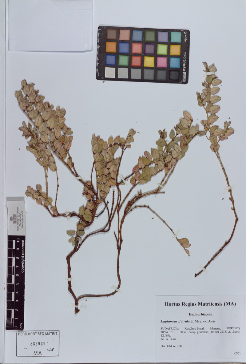 Euphorbia livida photo 3