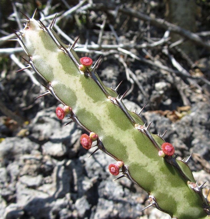 Euphorbia lividiflora