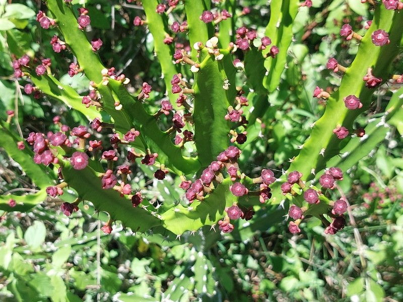 Euphorbia lividiflora photo 2
